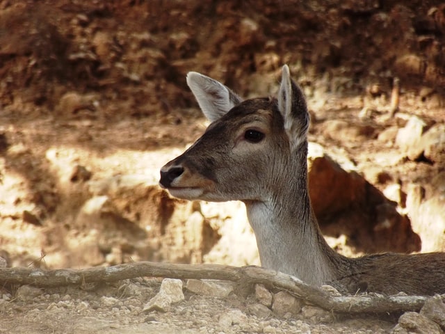 Cretan Deer